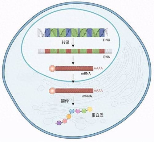 诺贝尔生理学或医学奖 mRNA疫苗技术的突破与药品生产新纪元